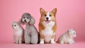 pet dogs and cat