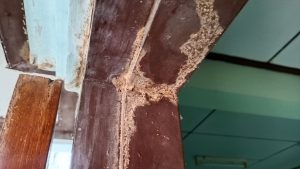 Does Homeowners Insurance Cover Termite Damage
