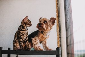 Pet insurance coverage in Arkansas