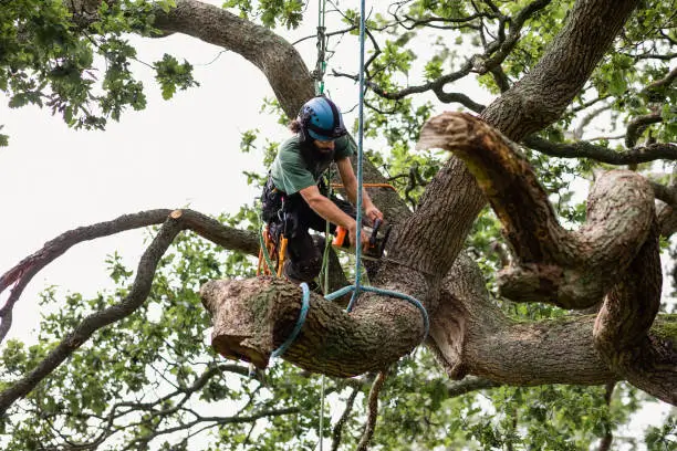 Does Home Insurance Cover Tree Removal in Arkansas?