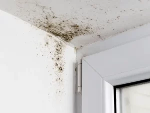 a corner of a room with mold on the corner