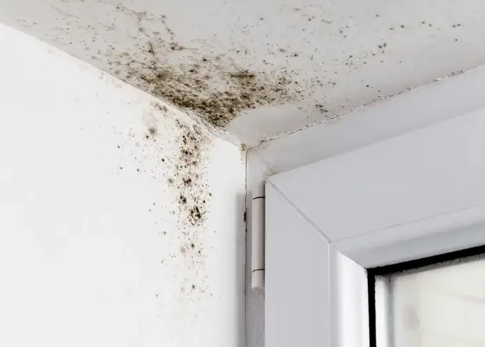 a corner of a room with mold on the corner