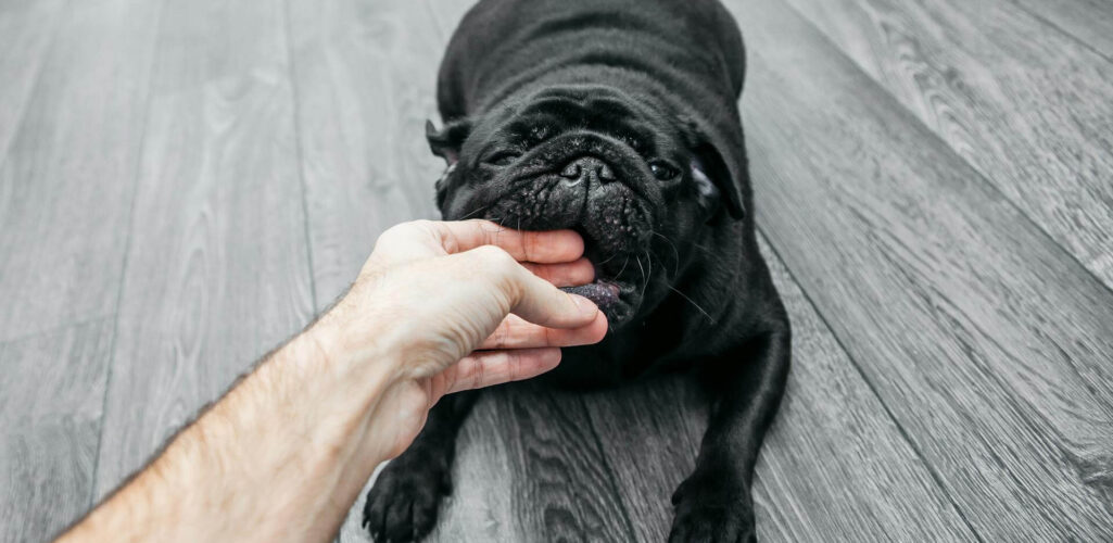 What Should I Know About Dog Bite Insurance Claims?