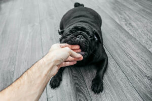 What Should I Know About Dog Bite Insurance Claims?