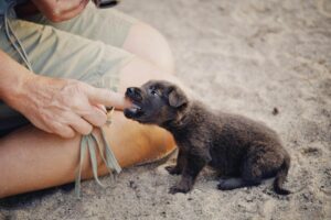 Dog Bite Claim Process