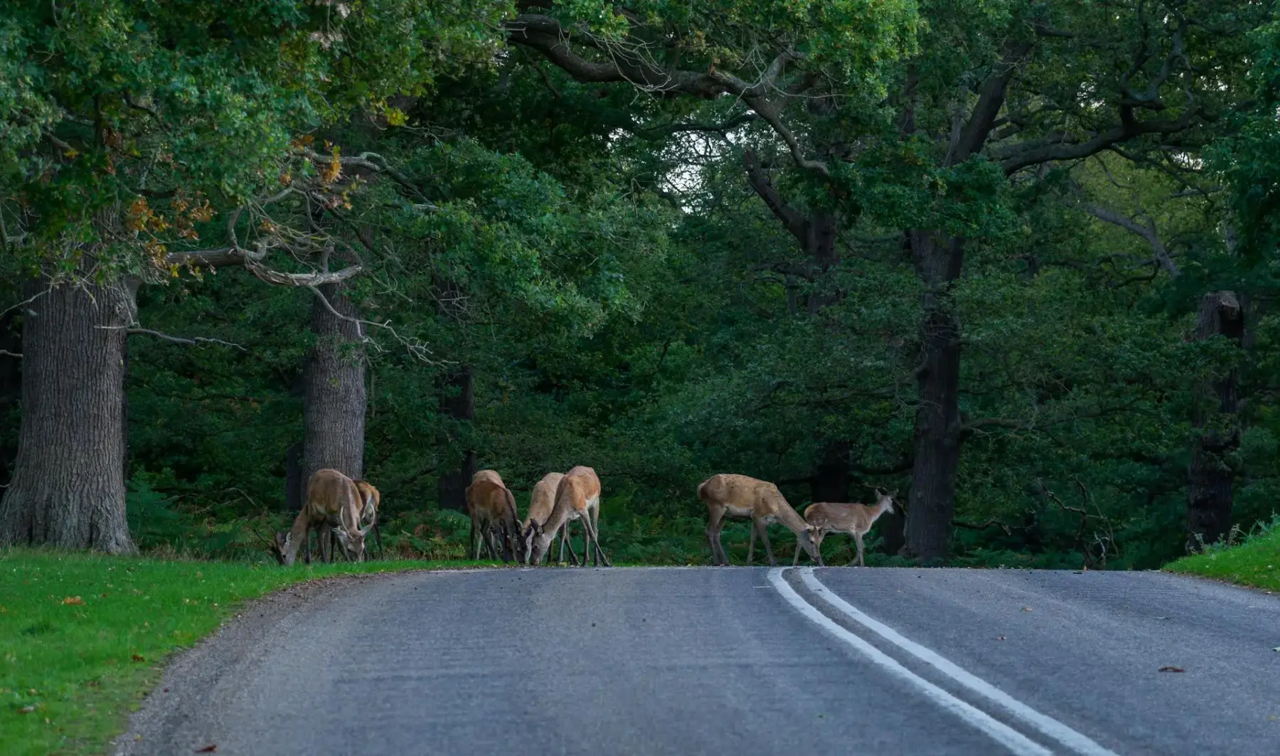 Deer on the road during deer season