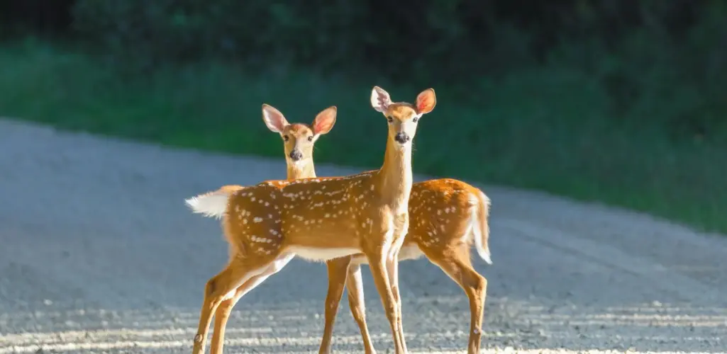 Active Deer Season & How to Lower Your Risk for a Collision