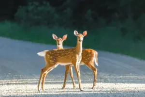Active Deer Season & How to Lower Your Risk for a Collision