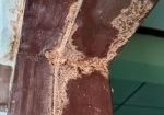 Does Homeowners Insurance Cover Termite Damage