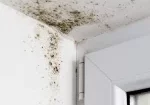 a corner of a room with mold on the corner